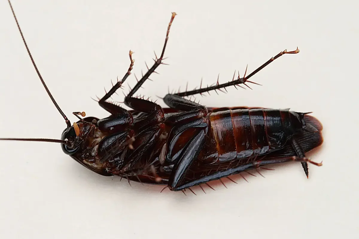 Oryantal Hamam Böceği (Karafatma)